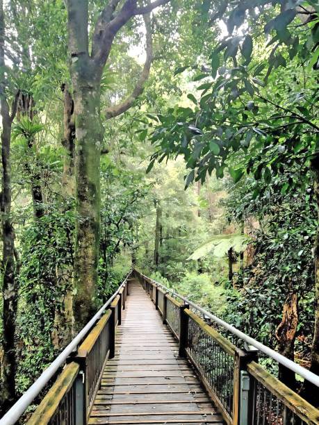 istock Bridge in the forest in Australia 2192460589