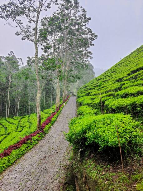 istock the road to a village passes through a tea plantation 2192460656