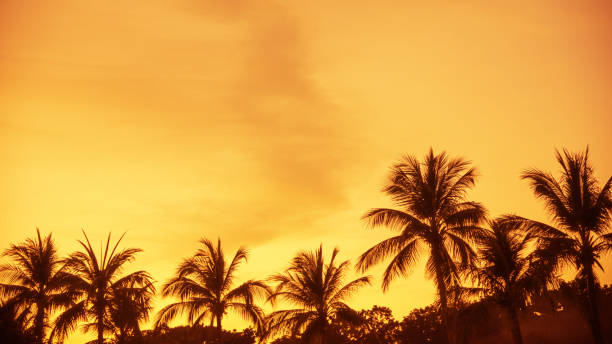 Twilight background of tropical coconut palm trees with dramatic sky