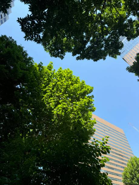 istock Sky view adorned with towering buildings, captured from below. The perspective showcases the majestic structures blending harmoniously with stunning clouds and a vibrant, clear sky. 2192462902