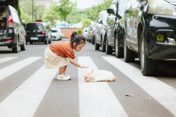 Cute active toddler touch stray cat at crosswalk in park area