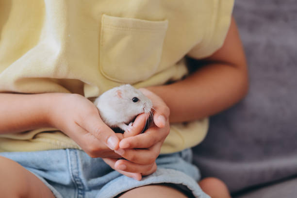 istock Child holding a small pet hamster with care and affection 2192466080