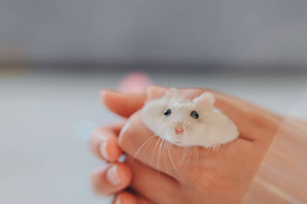 istock Veterinarian holding a small white pet hamster during a visit 2192466083