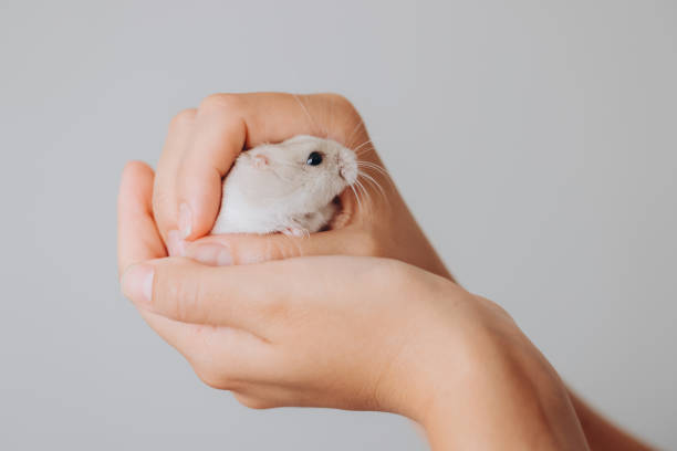 istock Child gently holding a small pet hamster in hands 2192466121