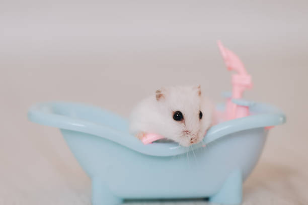 Adorable white hamster enjoying a relaxing bath in a small, light blue bathtub, a delightful scene of pet pampering