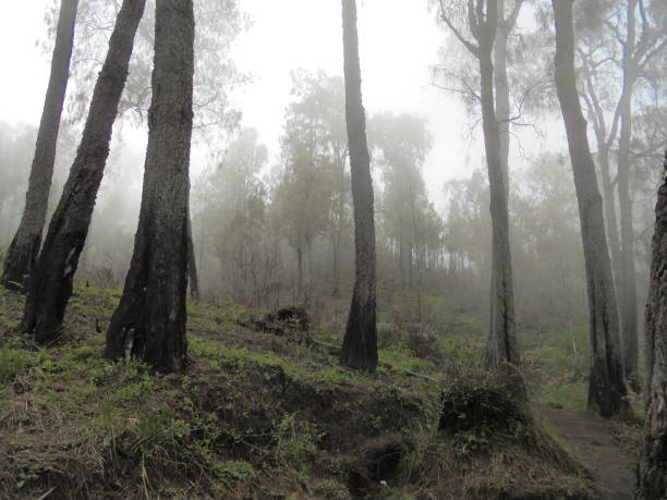 A peaceful forest scene featuring tall trees shrouded in mist, evoking feelings of serenity and connection with nature. The tranquil atmosphere is perfect for illustrating concepts of solitude and natural beauty.