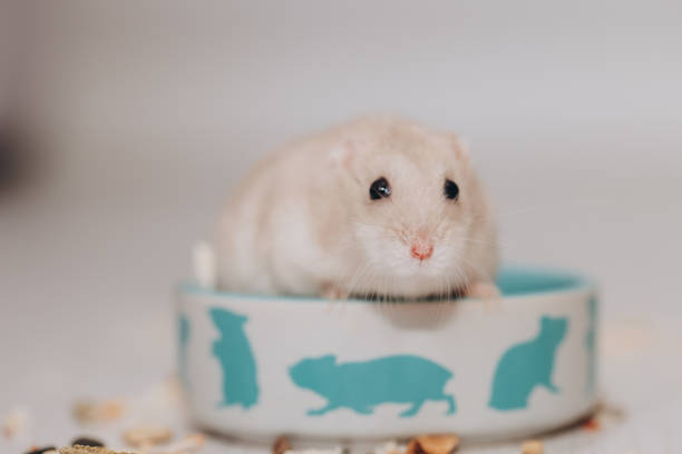 Small and fluffy pet hamster resting in its bowl, surrounded by food, showcasing the charm of these tiny companions
