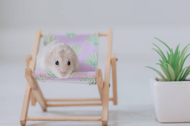 Adorable pet hamster relaxing on a miniature beach chair, soaking up the summer sun and embodying the essence of vacation vibes