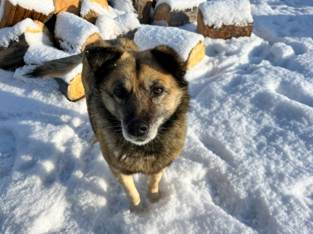 istock Senior Dog in Winter with Snow on Fluffy Fur during Snowfall Blizzard 2192466340