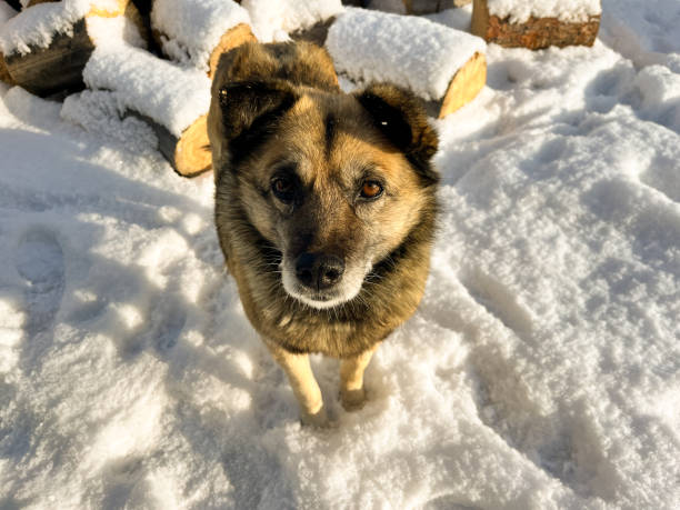 istock Senior Dog in Winter with Snow on Fluffy Fur during Snowfall Blizzard 2192466343
