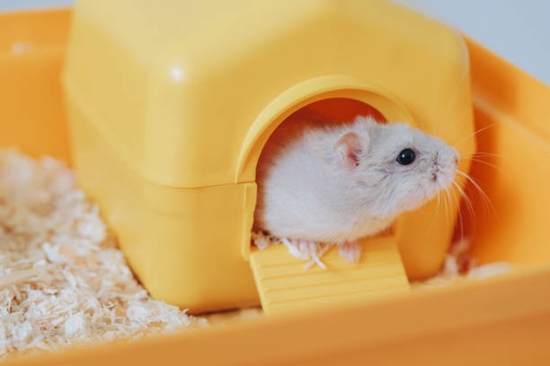 Adorable winter white dwarf hamster exiting its little yellow house inside an orange plastic cage, surrounded by wood shavings