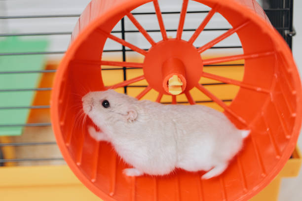 istock White hamster running in orange wheel inside yellow cage 2192466432