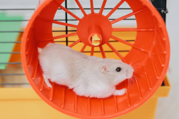 istock White pet hamster running in orange wheel inside yellow cage 2192466434