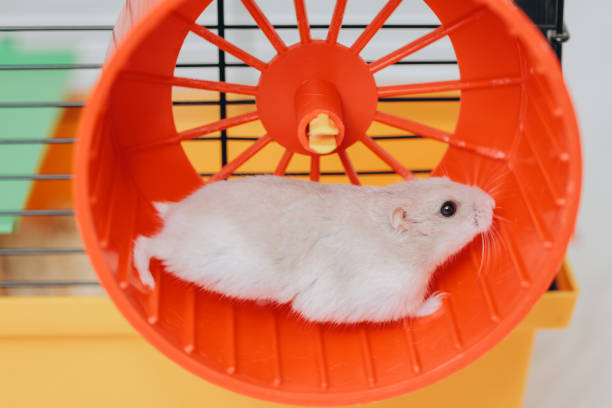 istock White hamster running in orange wheel 2192466436