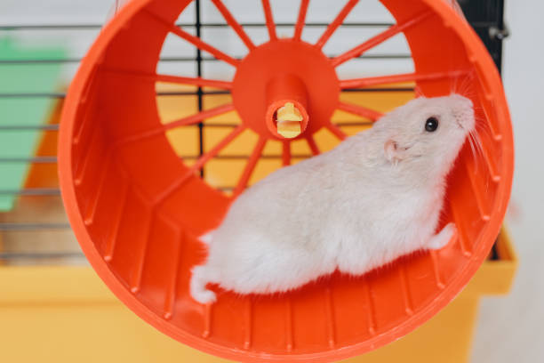 istock White Hamster Running in Orange Wheel Inside Cage 2192466438