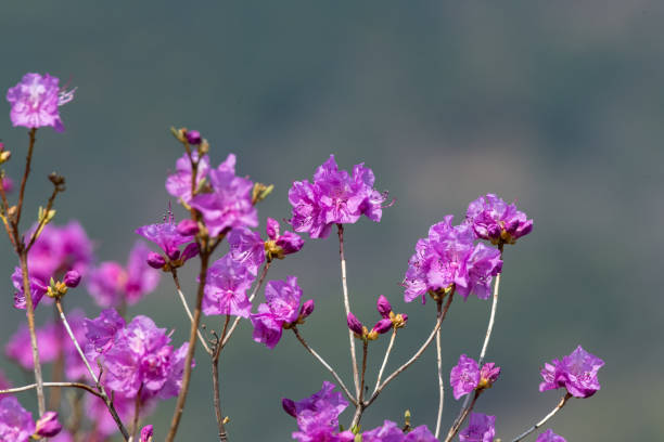 Azalea flowers in the strong sunlight.
