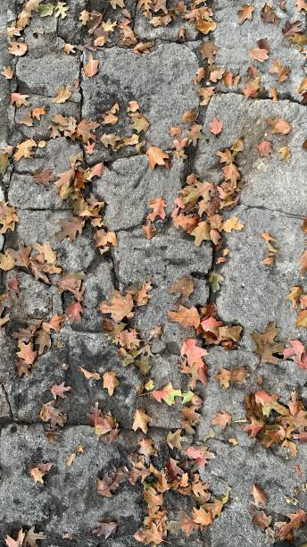 istock Wet Leaves on the Concrete 2192467162