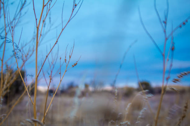 Extreme closeup on native desert plants during Idaho sunrise.
