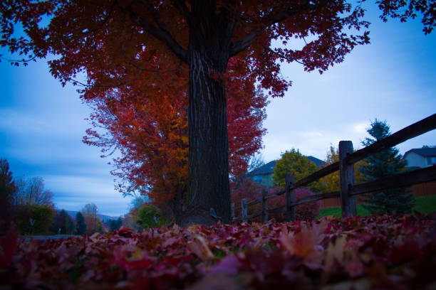 Red, orange, and yellow leaves fall from large tree in rural neighborhood marked by wooden fence.