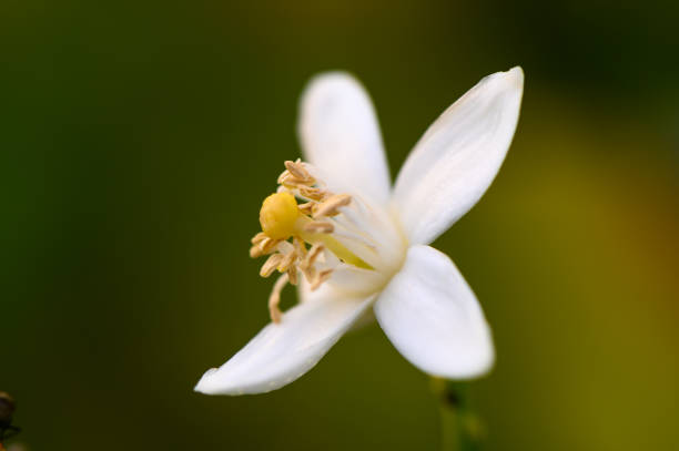 istock Delicate white flower bloom in vibrant green background during a sunny afternoon 2192468202