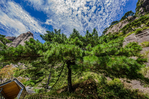 Pines in Mount Huangshan, China