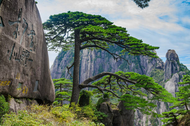 istock Pines in Mount Huangshan, China 2192470623