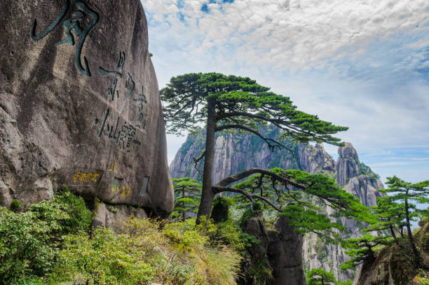 istock Pines in Mount Huangshan, China 2192470628