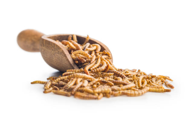 istock Dried salted worms. Roasted mealworms on scoop isolated on white background. 2192471922