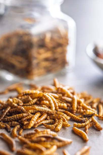 istock Dried salted worms. Roasted mealworms on kitchen table. 2192472450