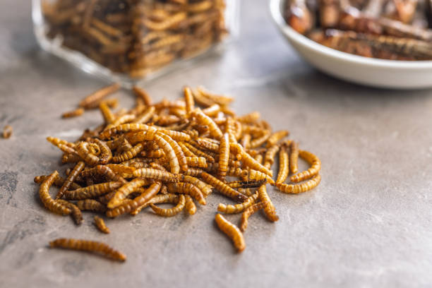 istock Dried salted worms. Roasted mealworms on kitchen table. 2192472591