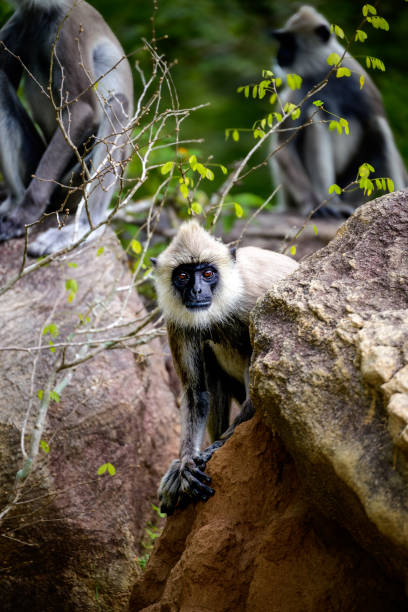 istock Curious Observer: A langur peers with intrigue from behind a rock, blending seamlessly into its rugged wilderness home 2192472825