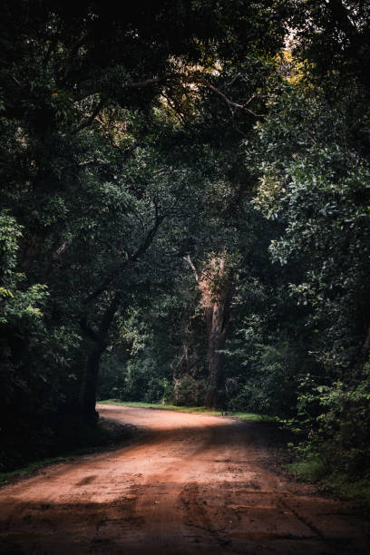 istock Enchanted Path: A sunlit dirt road winds through a dense forest, inviting adventure and tranquility. 2192472831