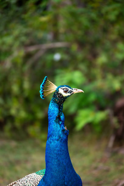 Royal Elegance: A vibrant peacock in profile, showcasing its vivid blue hues and regal crest