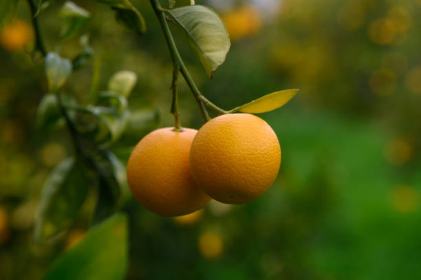 istock Golden oranges hang from lush green branches in a sunlit orchard 2192473234