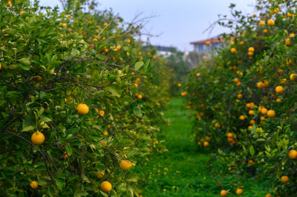 istock Lush grove brimming with vibrant orange trees under a cloudy sky in the afternoon light 2192473236