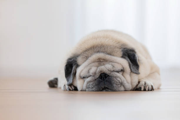 istock Pug dog resting peacefully on wooden floor 2192474327