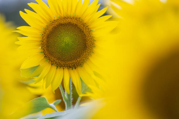 istock Sunflower field in full bloom 2192474622