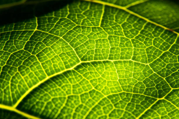 istock Green leaf in high optical zoom. Oxygen production, green energy, ecology and environment. 2192476749