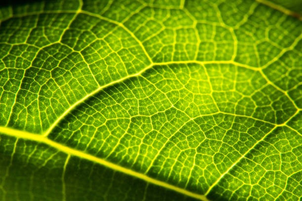 istock Green leaf in high optical zoom. Oxygen production, green energy, ecology and environment. 2192476884