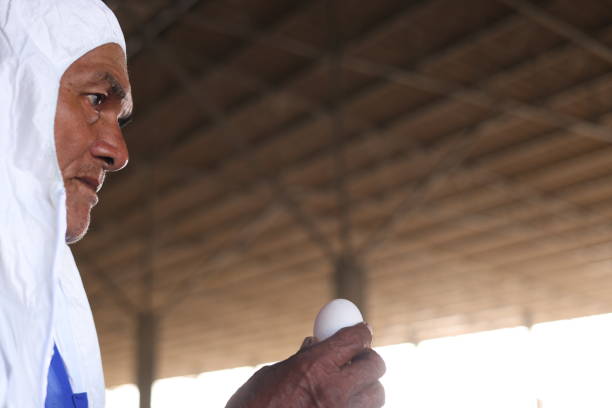senior man holding and looking at the duck egg   in a duck coop