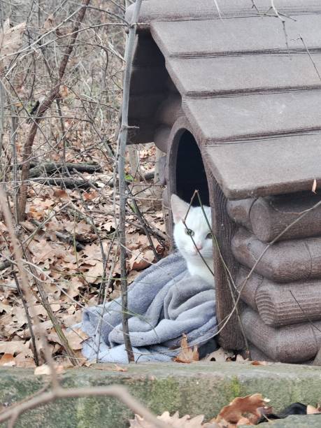 istock White cat in his little house 2192477581