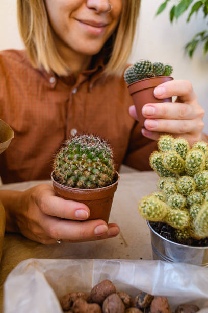 istock Smiling woman holding pots with small cactuses near expanded clay on table 2192477706