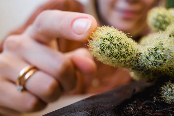 Woman touching small cactus in flowerpot