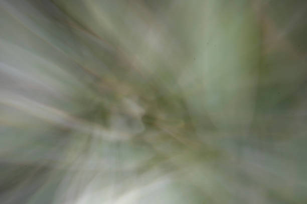 Abstract shot of succulent plant taken in Omihachiman, Japan