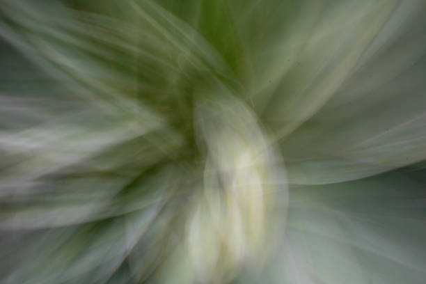 Abstract shot of succulent plant taken in Omihachiman, Japan