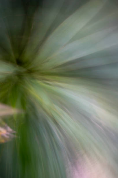 istock Omihachiman Abstract - shot of succulent type plant 2192479178