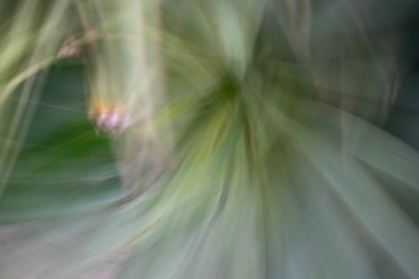 istock Omihachiman Abstract - shot of succulent type plant 2192479183