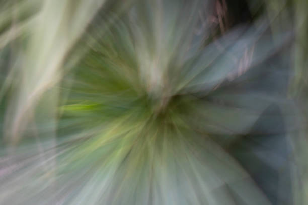 istock Omihachiman Abstract - shot of succulent type plant 2192479189