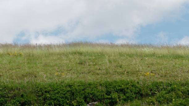 istock Serene Green Grass Field Under a Bright Blue Sky 2192479738