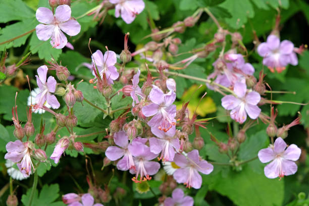 istock Pale pink Geranium macrorrhizum, big root cranesbill, in flower. 2192481443